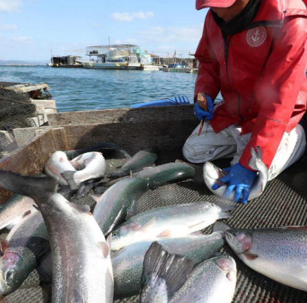 Wholesale Japanese salmon