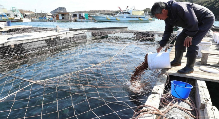 High quality Japanese salmon imports